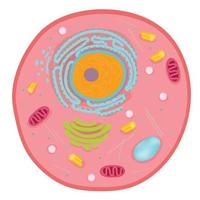 anatomia di una cellula animale. vettore