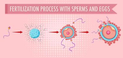 diagramma che mostra il processo di fecondazione con spermatozoi e uova vettore