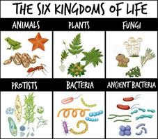 i sei regni della vita vettore