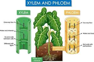 diagramma che mostra la pianta di xilema e floema vettore