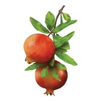 un mazzo di frutti di melograno che sono rossi, verdi, arancioni con foglie verdi su sfondo bianco. vettore