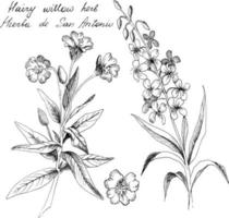 illustrazione botanica disegnata a mano di salice peloso. ogni elemento è isolato. molto facile da modificare per qualsiasi tuo progetto. illustrazione vettoriale