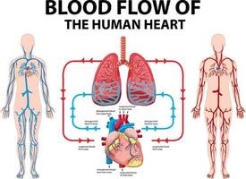 diagramma che mostra il flusso sanguigno del cuore umano vettore
