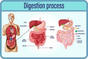 cellule di digestione e digestione e intestino tenue vettore