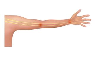 nervo del braccio sull'anatomia umana giallo. su sfondo bianco. concetti medici e scientifici. 3d vettoriale eps10.