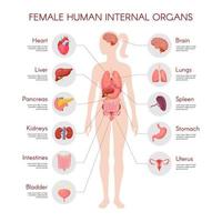anatomia del corpo umano, poster dell'organo interno della donna vettoriale. illustrazione infografica medica. fegato, stomaco, cuore, cervello, apparato riproduttivo femminile, vescica, rene, tiroide. sfondo bianco isolato