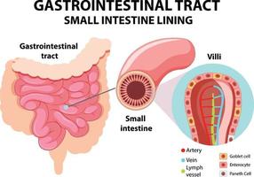 diagramma che mostra il tratto gastrointestinale vettore