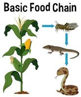 Catena alimentare di base scientifica vettore