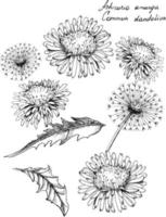 illustrazione botanica disegnata a mano di fiori di tarassaco. ogni elemento è isolato. molto facile da modificare per qualsiasi tuo progetto. illustrazione vettoriale