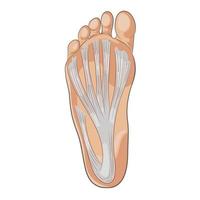 illustrazione della suola del piede per biomeccanica, calzature, concetti di scarpe, centri medici, sanitari, massaggi e spa, ecc. fascia plantare, aponeurosi. vettore colorato isolato su bianco.