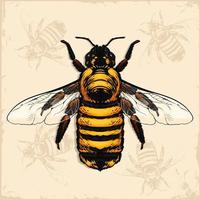 ape mellifera disegnata a mano con ali trasparenti dall'alto isolato vettore