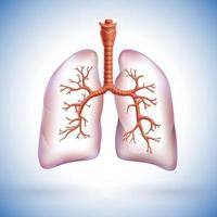 Illustrazione 3d del polmone umano parzialmente trasparente per evidenziare i rami respiratori all'interno del polmone.