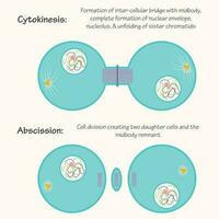 citochinesi e stadi di abscission della mitosi vettore