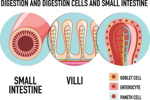 diagramma che mostra la cellula di digestione nell'intestino tenue vettore