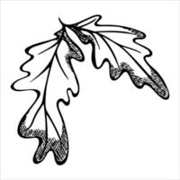 foglia di quercia disegnata a mano di vettore. illustrazione autunnale isolato su sfondo bianco. clipart botaniche dettagliate. vettore