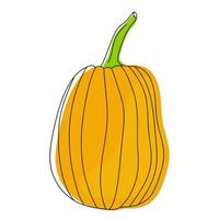 zucca disegnata a mano. vettore