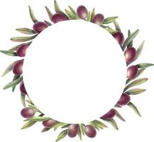 cornice ad acquerello di rami di ulivo con frutti. bordo del cerchio floreale dipinto a mano con frutta d'oliva viola e rami di albero isolati su sfondo bianco. vettore