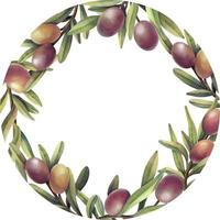 cornice ad acquerello di rami di ulivo con frutti. bordo del cerchio floreale dipinto a mano con frutta d'oliva viola gialla e rami di albero isolati su sfondo bianco. vettore