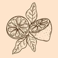 composizione limone tagliato con foglie vintage vettore