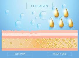 collagene, protezione della pelle, grafica della pelle e dell'invecchiamento, disegno vettoriale