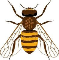 cartone animato dell'ape del miele piatto vettore