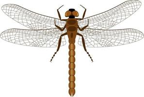 libellula. vista dall'alto su una libellula realistica. vettore