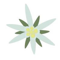 fiori e foglie di stella alpina. illustrazione di riserva di vettore. leontopodio. pianta cosmetica e medica. Isolato su uno sfondo bianco.