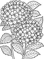Pagina da colorare di fiori di ortensia per adulti