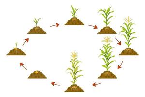ciclo di crescita del mais in cerchio con i puntatori delle frecce. fasi di crescita del raccolto dal seme al raccolto. vettore