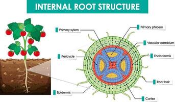 diagramma che mostra la struttura della radice interna vettore