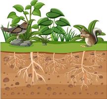 educazione scientifica della pianta e della sua radice vettore