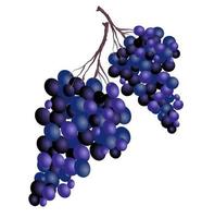 grappolo d'uva, illustrazione vettoriale su sfondo bianco