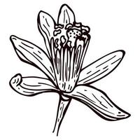 incisione fiore di limone isolato su sfondo bianco. fiori disegnati a mano limone o lime. vettore