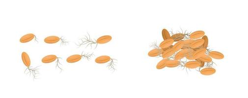 grani di avena. illustrazione vettoriale con semi di germoglio su sfondo bianco, concetto di prodotti vegani biologici, cibo ecologico. pianta da germogliare di frumento, segale, mais, miglio, orzo, avena
