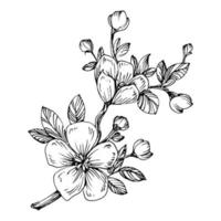 fiore mehndi per l'henné. fiore botanico floreale. fiore di campo di disegno a mano di vettore