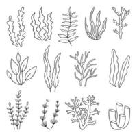 set di corallo, alghe e scarabocchio di barriera corallina. piante subacquee in stile schizzo. illustrazione vettoriale disegnata a mano isolata su sfondo bianco.