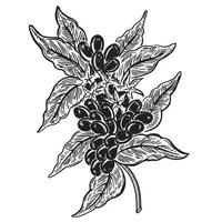 illustrazione disegnata a mano della pianta del caffè. vettore