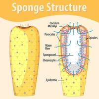 diagramma che mostra la struttura della spugna vettore