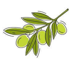 ramo disegnato a mano con olive verdi. vettore