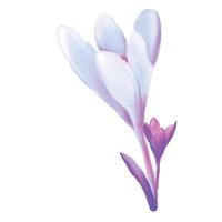 fiore di croco in fiore. delicati biglietti di auguri con zafferano piantato per la festa della mamma e la Pasqua. vettore