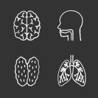 set di icone di gesso per organi interni. cervello, cavità orale, timo, polmoni con bronchi e bronchioli. illustrazioni di lavagna vettoriali isolate