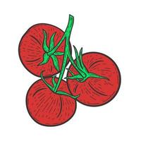 pomodori rossi su un ramoscello incisione disegnata a mano illustrazione vettoriale vintage