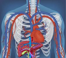 radiografia del corpo umano con organi interni vettore