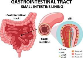 diagramma che mostra il tratto gastrointestinale vettore