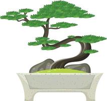 albero dei bonsai in vaso su sfondo bianco vettore