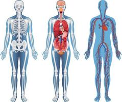 anatomia di umano osso con nome di tutti parti. diagramma o illustrazione  con etichettatura di scheletro 17550529 Arte vettoriale a Vecteezy