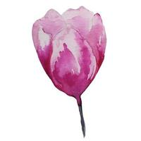 acquerello di fiori di tulipano in fiore, illustrazione vettore