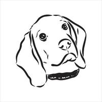 schizzo di vettore del cane beagle