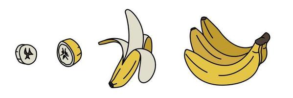 set di banane di schizzo. mazzi di frutta, sbucciati a metà, banana aperta e tagliata. stile piatto. Illustrazione vettoriale su sfondo bianco