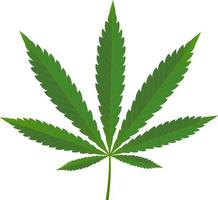 icona di marijuana verde erbe mediche organiche isolate su sfondo bianco. disegno di illustrazione vettoriale. vettore